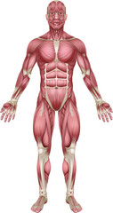 Fototapeta na wymiar Muscles of the body anatomy illustration. Medical anatomical diagram of a human figure with muscle groups.