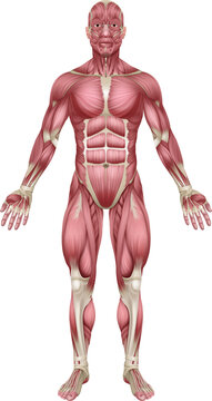 Muscles of the body anatomy illustration. Medical anatomical diagram of a human figure with muscle groups.