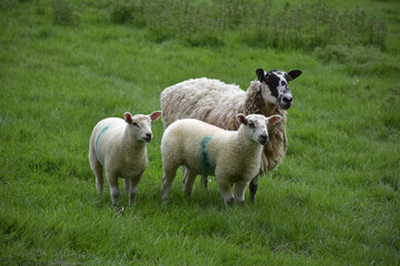 Sheep with Two Lambs in a Grass Meadow