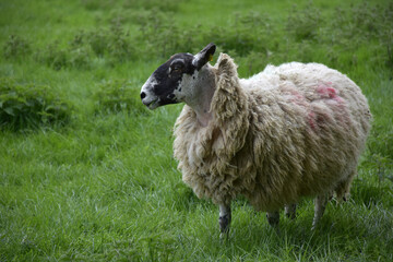 Profile of a Shaggy Sheep in a Field