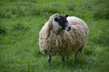 Ewe with Clipped Face in a Field