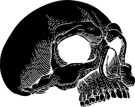 Skull skeleton grim reaper mascot, original illustration in a vintage retro woodcut etching style.