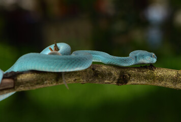 Trimeresurus insularis, Indonesian pit viper, Lesser Sunda Islands pit viper, Sunda white lipped pit viper is a venomous pit viper species found in eastern Java and the Lesser Sunda Islands, Indonesia