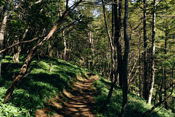 大菩薩嶺の登山道