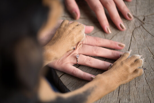 close up of dog paws holding woman hands 