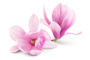 Pink magnolia flower isolated on white background with full depth of field - Powered by Adobe