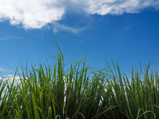 green leaves on a sky background