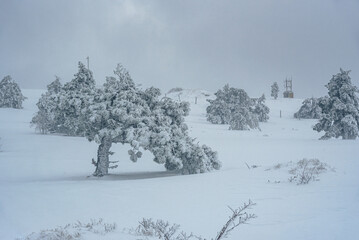 Snow covered pine tree on mountain Ai-Petri after blizzard. Crimea