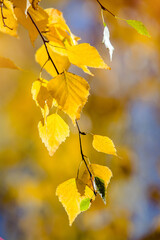 Autumn background-yellow birch leaves in the city Park
