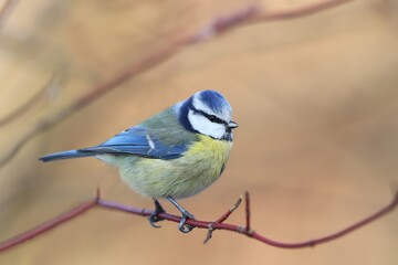 A blue tit sitting on the branch. Portrait of a colorful titmouse. Cyanistes caeruleus