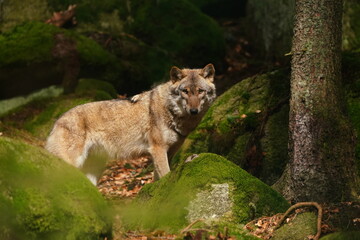 gray wolf (Canis lupus)  standing in the forest. Wildlife scene with a adult wolf.