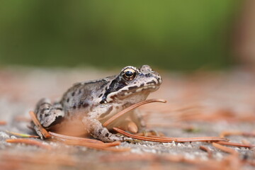 Portrait of a European common brown frog (Rana temporaria). Young frog in the nature habitat.