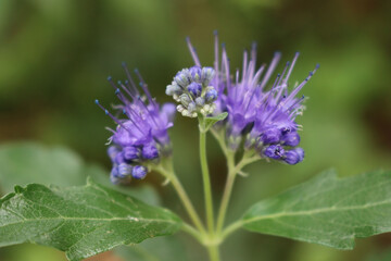 Close-up of Caryopteris clandonensis "Summer sorbet" in bloom. Blue flowers on plant on summer