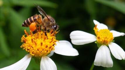 Macro of a honey bee feeding on a white flower.