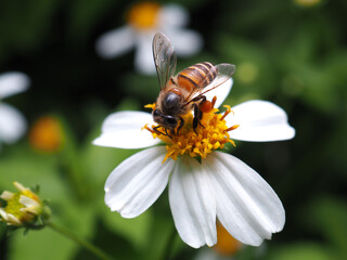 Macro of a honey bee feeding on a white flower.
