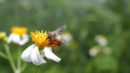 Macro of a honey bee feeding on a white flower.