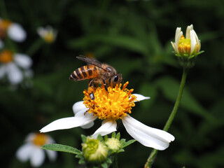 Macro of a honey bee feeding on a white flower.