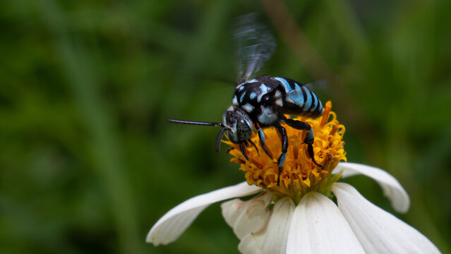 Cuckoo bee (Thyreus decorus) collecting nectar on white flowers. sitting on flower and collects pollen