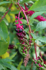 Close-up of Phytolacca americana ripe berries on branches. Pokeweed plant in the garden on late summer