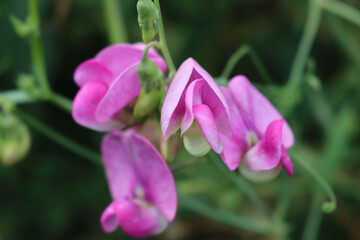 Close-up of Sweet pea plant with pink flowers. Lathyrus odoratus in bloom on summer