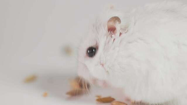 small hamster eats grain holding it in its paws close-up