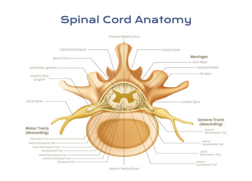 Spinal Cord Scientific Composition