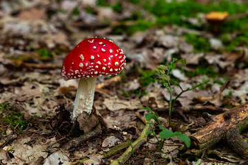 Amanitas mushrooms grow in the autumn forest, on a green moss.