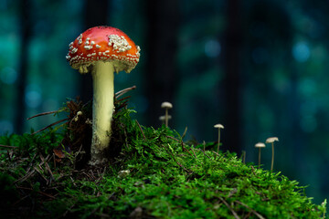 Fly agaric or Fly amanita (Amanita muscaria) is a basidiomycete of the genus Amanita.