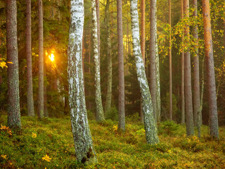 Obraz premium Birch trees in a pine woodland in a sunny autumn morning, tree trunks, nature background