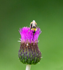 Early bumblebee or early-nesting bumblebee (Bombus pratorum) pollinating.	
