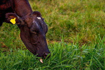 Herd of cows at summer green field