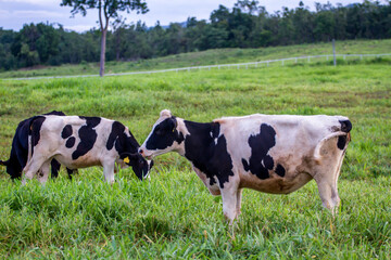 Herd of cows at summer green field