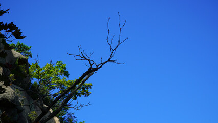 the blue sky and dead trees