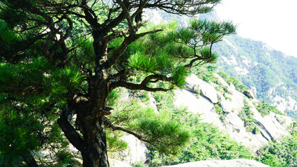 The beauty and strength of the pine trees.