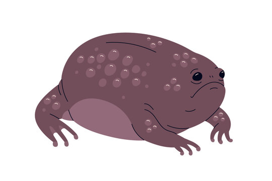 Plain rain frog with round plump ball-shaped body. African exotic rainfrog with lumps on brown skin. Tropical amphibian, south Tsitsikama species. Flat vector illustration isolated on white background