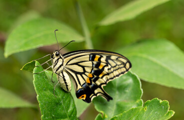 Naklejka premium Close Up of Newly Eclosed Chinese Swallowtail Butterfly Resting on Meyer Lemon Tree