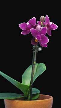 Time lapse of opening purple orchid flower isolated on black background, vertical orientation
