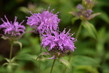 Purple Flowering Bee Balm in the Wild