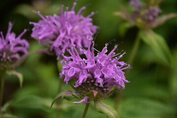 Close Up Look at Flowering Purple Bee Balm