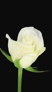 Time lapse of opening white Akito rose with ALPHA transparency channel isolated on black background, vertical orientation