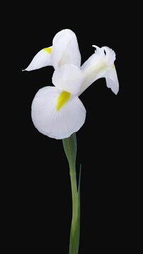 Time lapse of opening and closing white iris flower with ALPHA transparency channel isolated on black background, vertical orientation