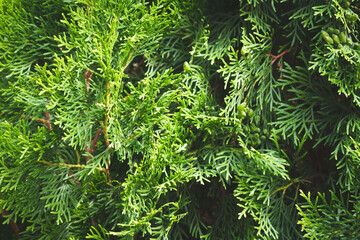 Background of tree branches. Coniferous trees. Green background.