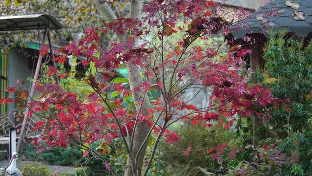 Fullmoon Maple tree with red leaves truck footage in a garden