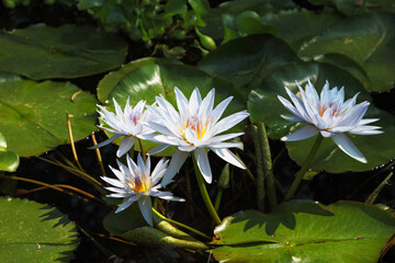 Four white water lilies
