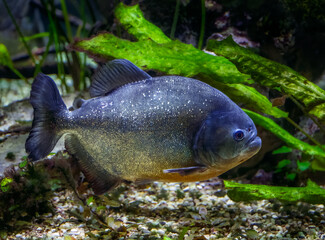 Closeup of a piraya piranha