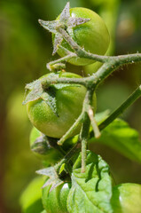 Fototapeta premium Cherry tomatoes growing on vine. Homegrown fresh healthy food with unripe green fruits. Dublin, Ireland