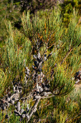 Lake St Clair Australia, allocasuarina littoralis or black sheoak branch with cones 