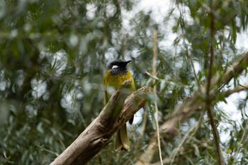 Native Australian critically endangered helmeted honeyeater bird (Lichenostomus melanops cassidix) o