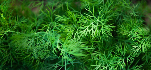 Naklejka na ściany i meble Fresh young dill growing in rows on a vegetable patch, top view, close-up.