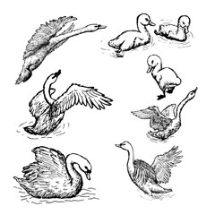 Naklejka premium swan vector illustrations set on white background
